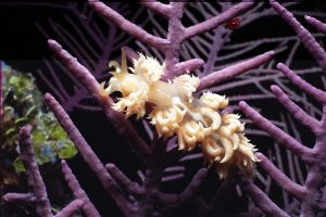 White Speckled Nudibranch taken in Turks & Caicos on a ni... by Randy G Wilson 
